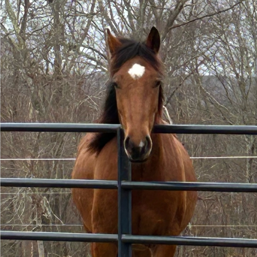 Brown Horse with White Marking